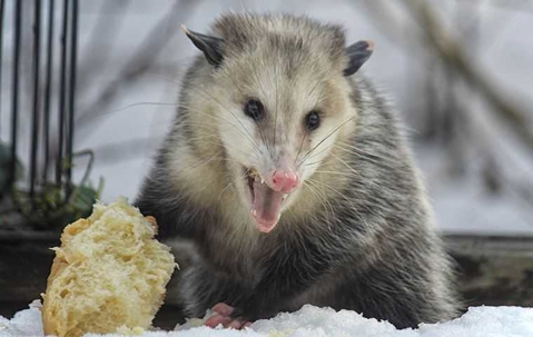 oppossum