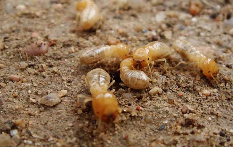 Swarm Of Termites