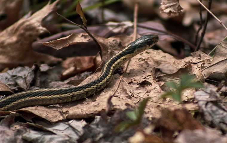 A Garter Snake On Dead Leaves