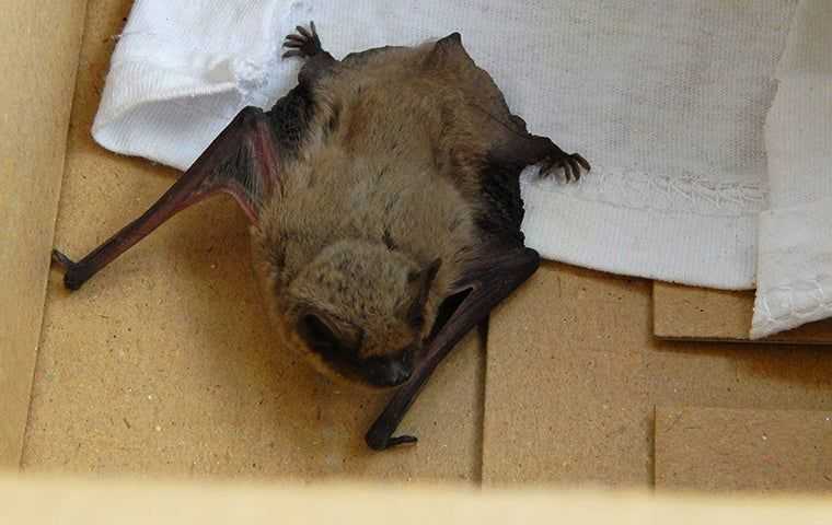 A Brown Bat In A House