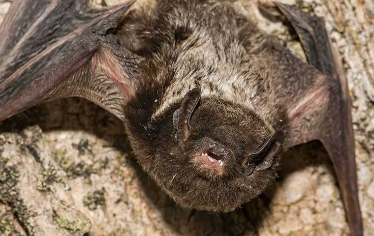 bat on rock