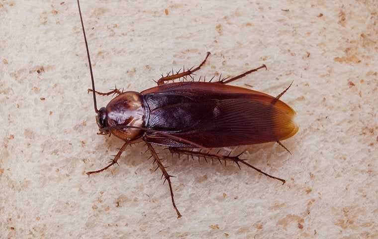 up close of cockroach