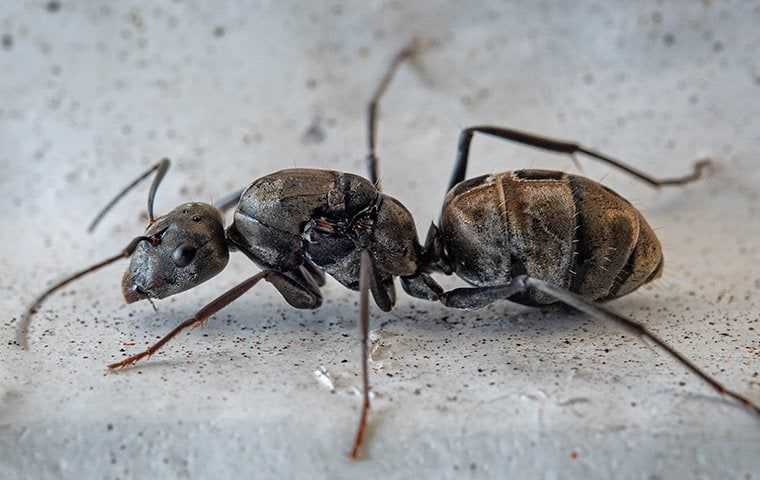 ant on concrete