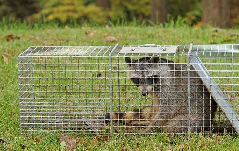 raccoon in cage