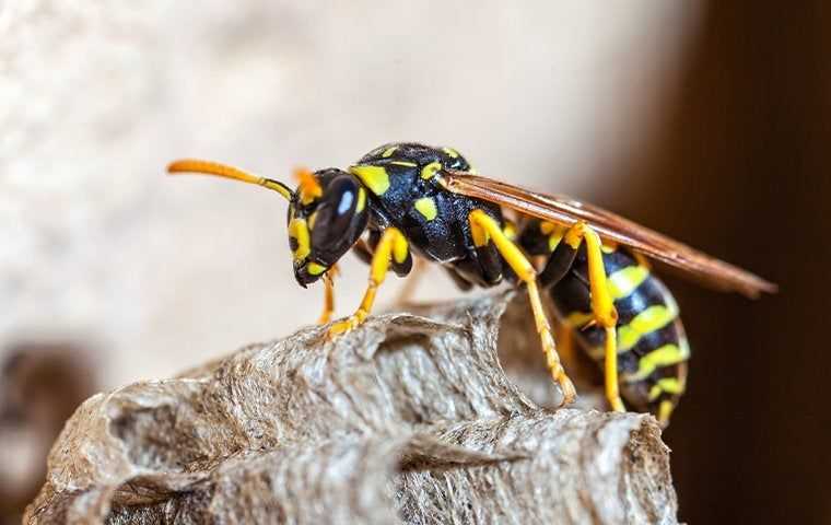 up close of yellow wasp