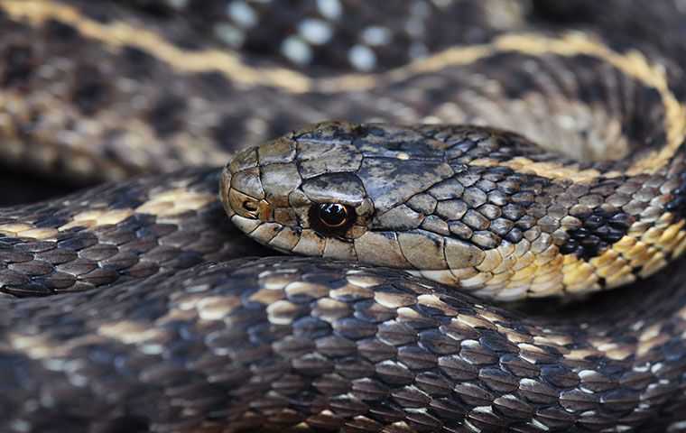 curled up garter snake