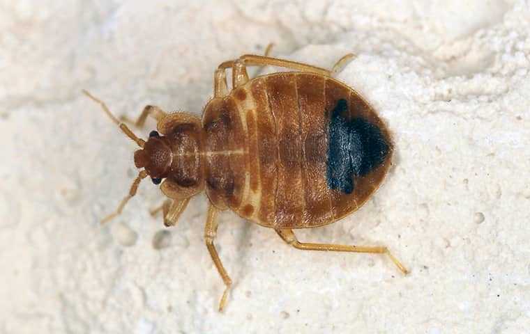 bed bug up close