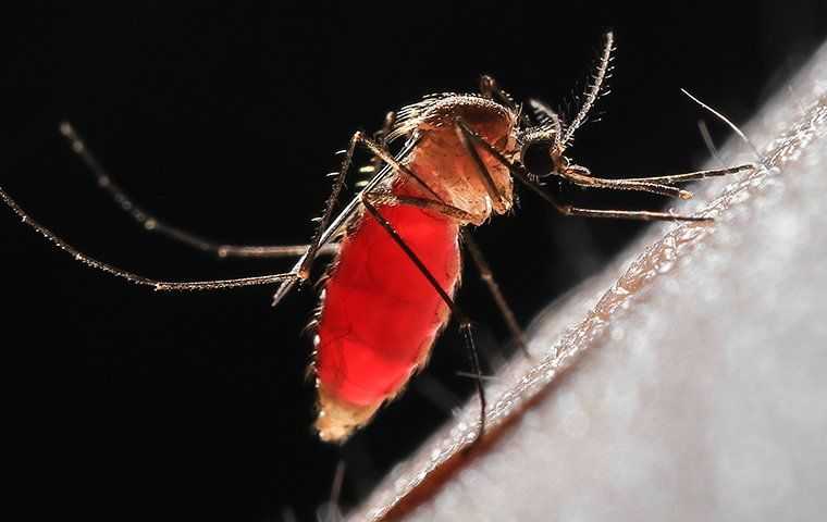 mosquito on skin