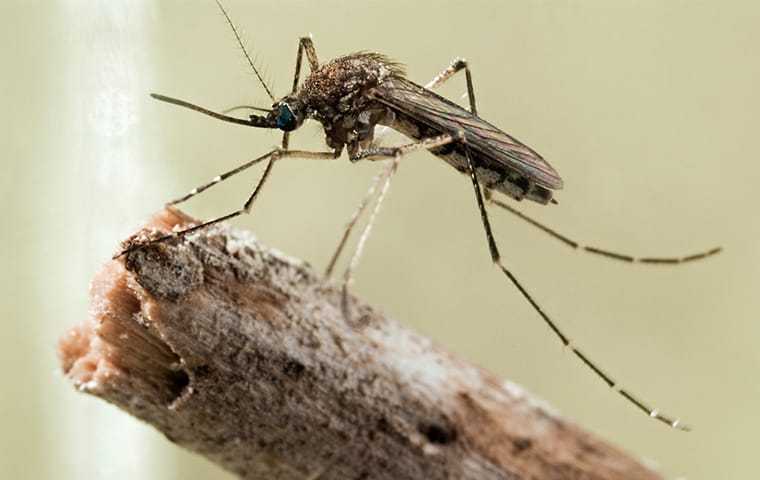 Mosquito In Garden