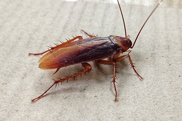 Pest Library