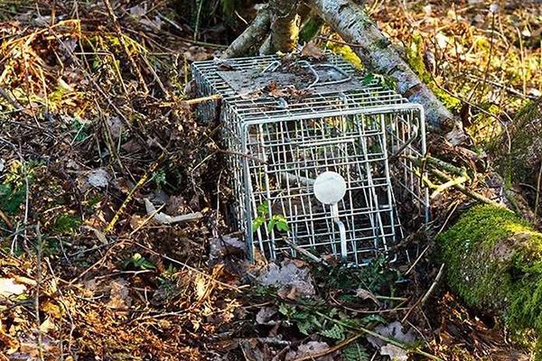 Wildlife Exclusion